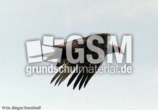 Truthahngeier (2 von 14).jpg